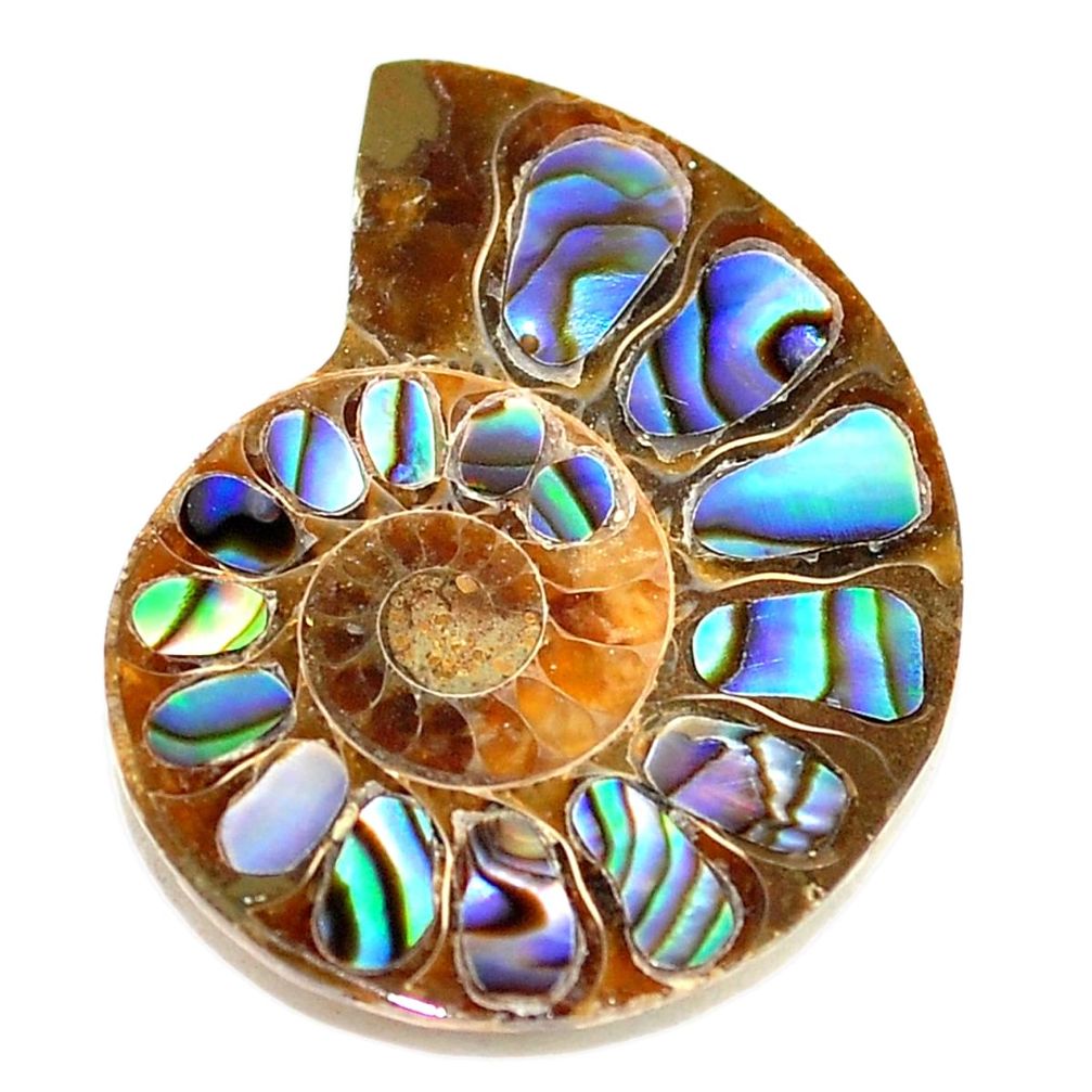 Natural 14.30cts abalone in ammonite multicolor 24x19 mm loose gemstone s5683