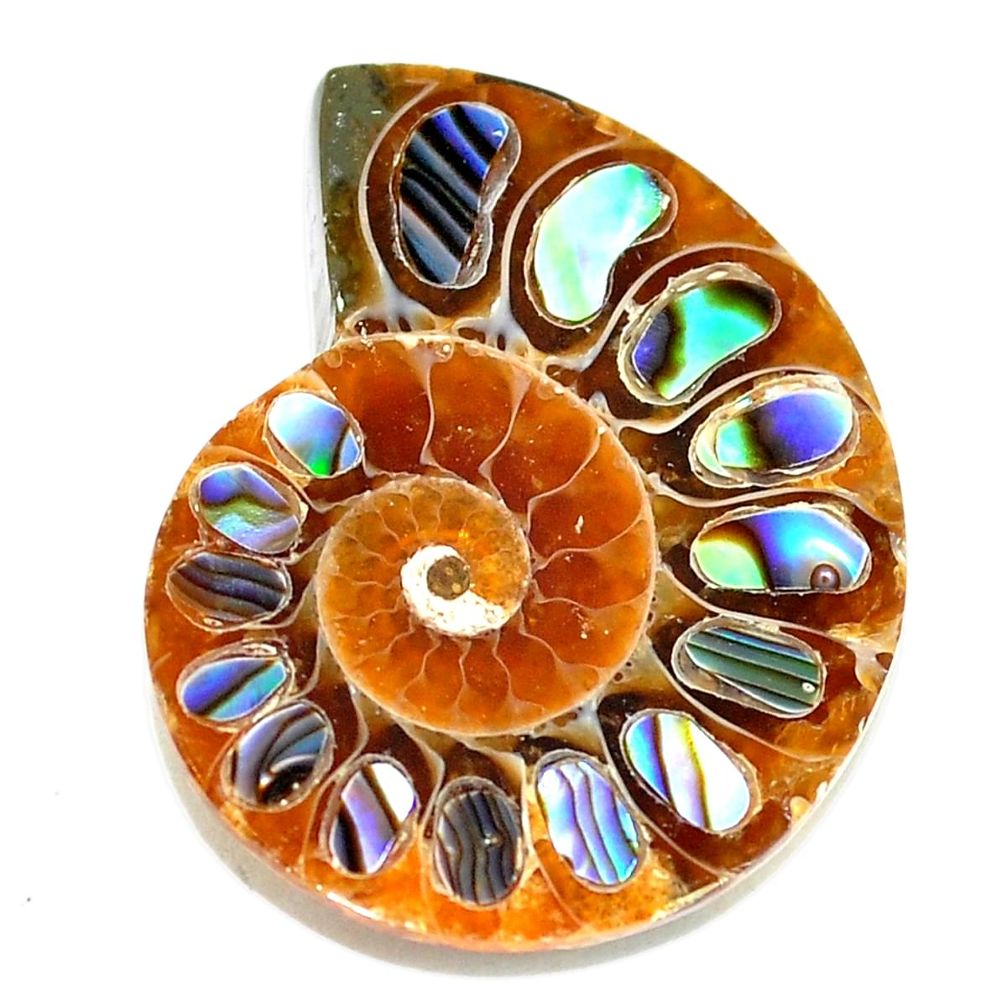 Natural 17.35cts abalone in ammonite multicolor 25x20 mm loose gemstone s5684