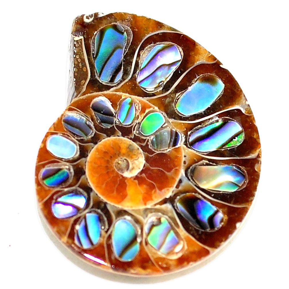 Natural 17.35cts abalone in ammonite multicolor 25x19 mm loose gemstone s5694