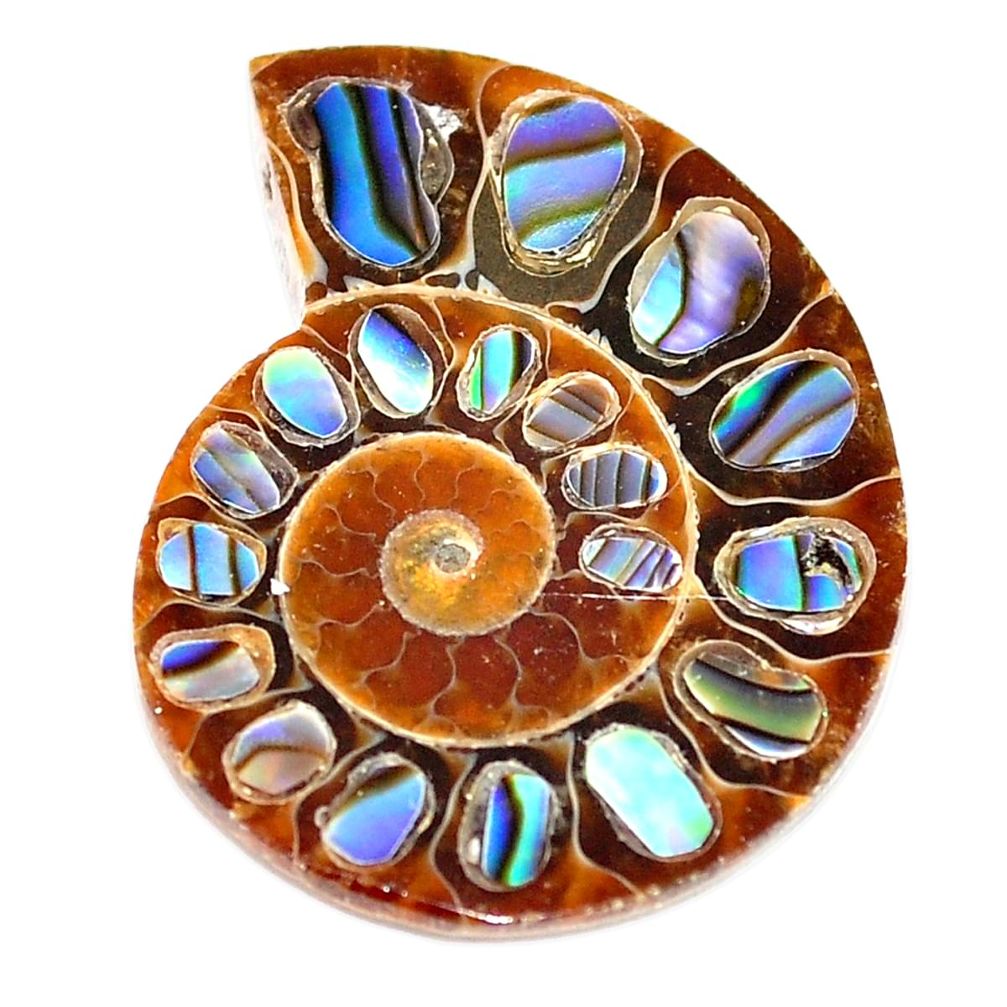 Natural 12.35cts abalone in ammonite multicolor 26x20 mm loose gemstone s5695