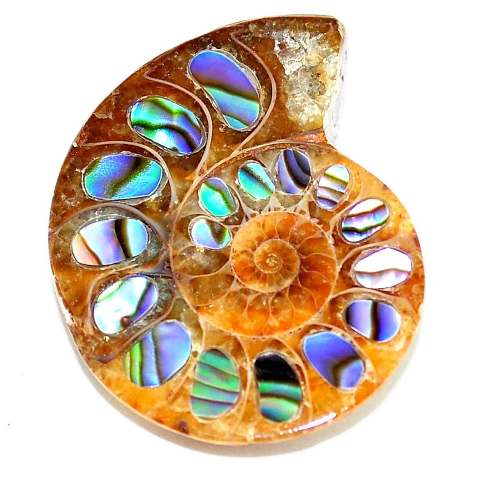 Natural 21.05cts abalone in ammonite multicolor 26x20 mm loose gemstone s5697