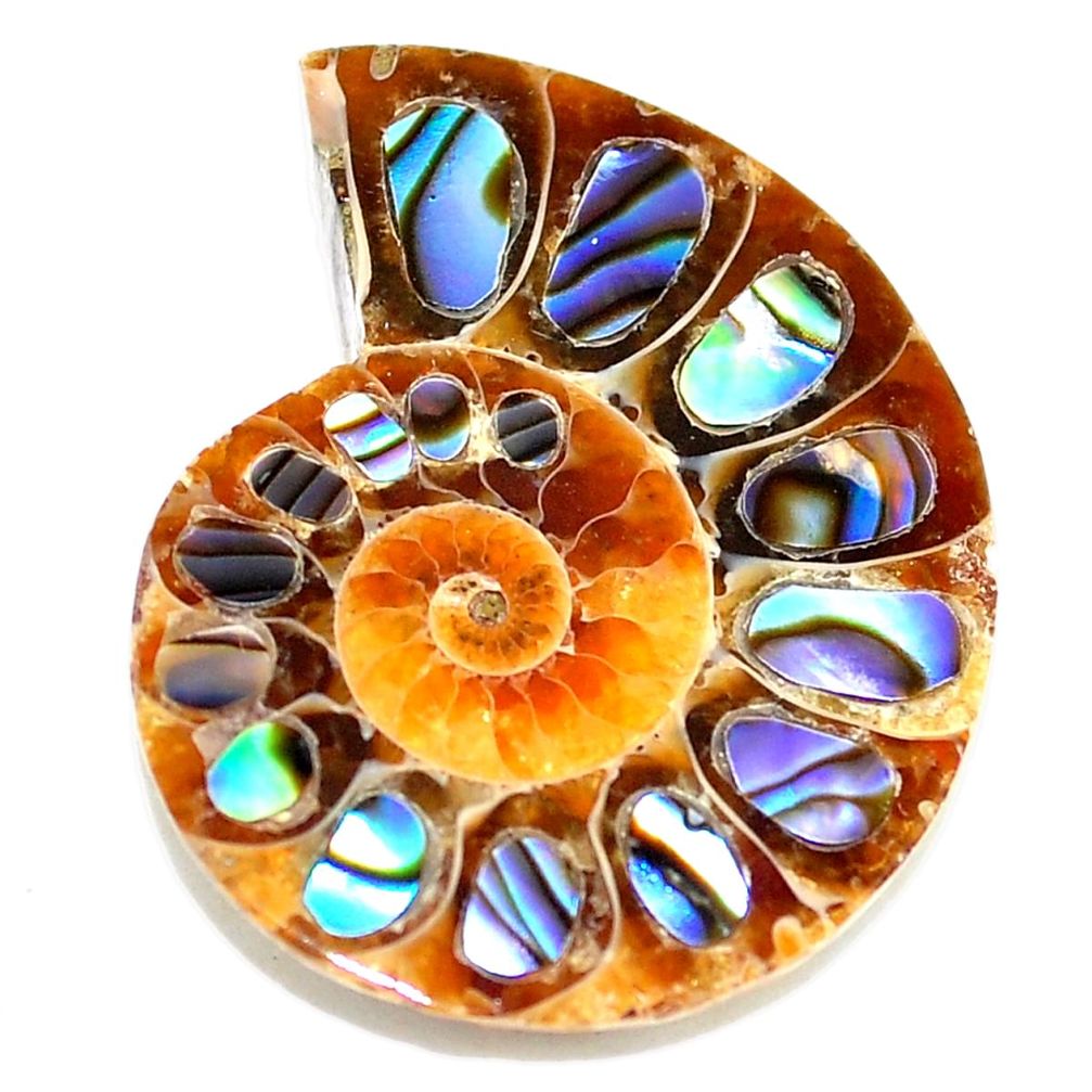 Natural 17.40cts abalone in ammonite multicolor 25x20 mm loose gemstone s5698
