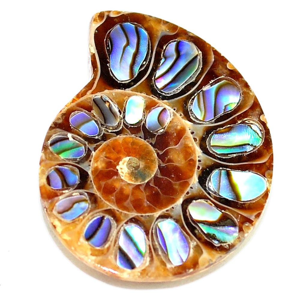 Natural 17.40cts abalone in ammonite multicolor 24x20 mm loose gemstone s5699