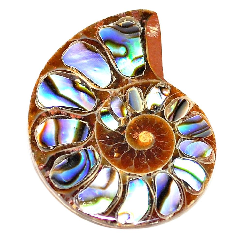 Natural 16.30cts abalone in ammonite multi color 25x20 mm loose gemstone s6202