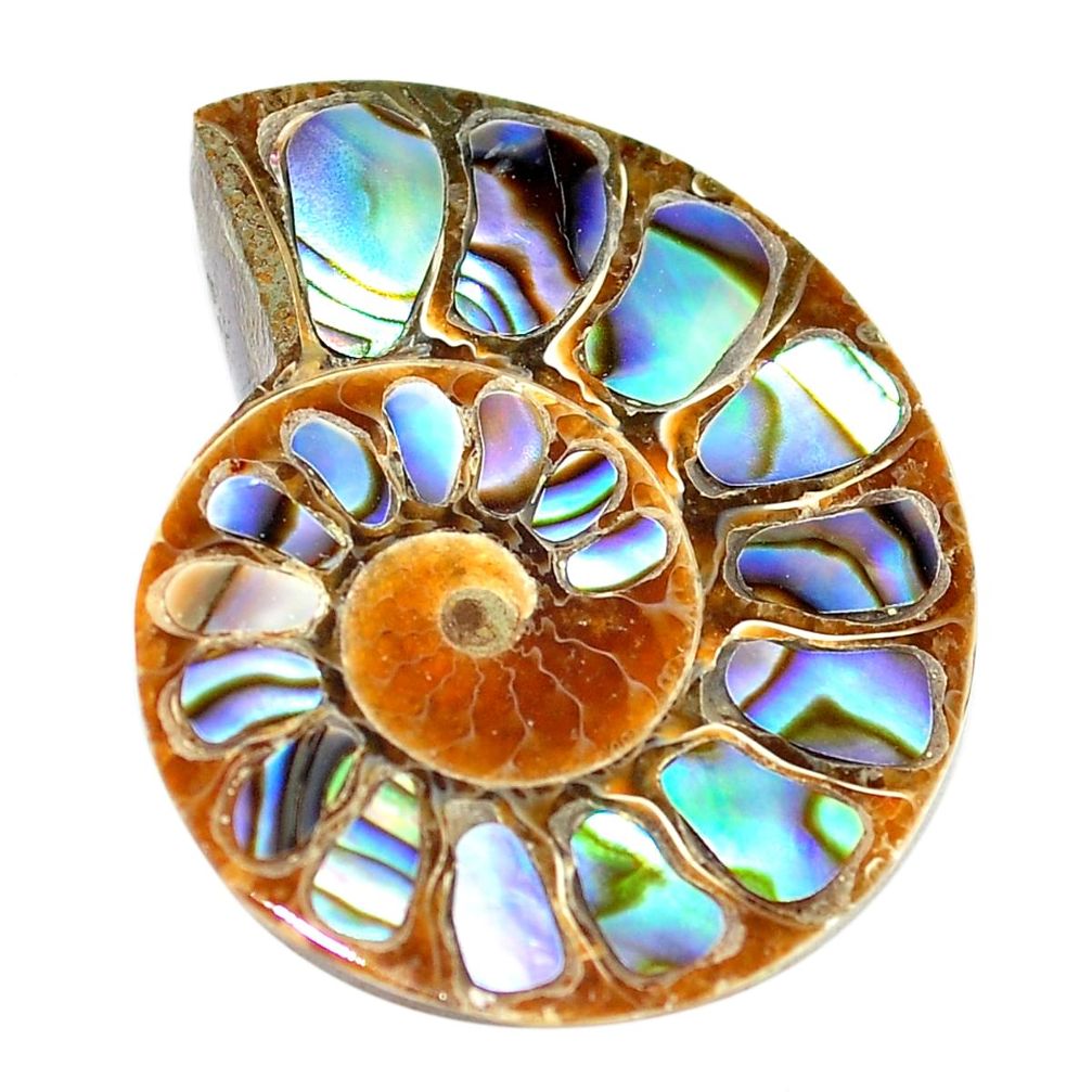 Natural 26.30cts abalone in ammonite multi color 30x24 mm loose gemstone s6204