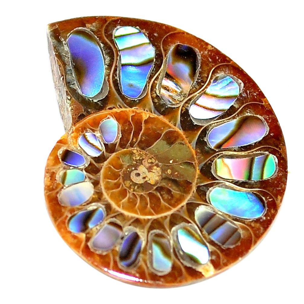 Natural 12.40cts abalone in ammonite multi color 25x19 mm loose gemstone s6207