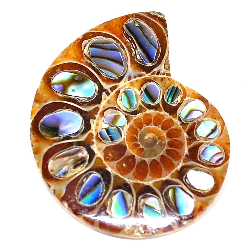 Natural 15.10cts abalone in ammonite multi color 23x18 mm loose gemstone s6208