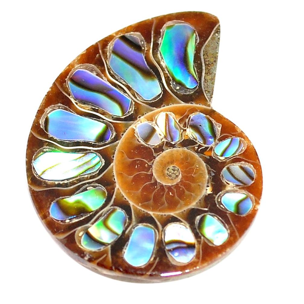 Natural 15.10cts abalone in ammonite multi color 27x20 mm loose gemstone s6212