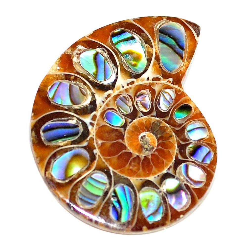 Natural 20.10cts abalone in ammonite multi color 26x20 mm loose gemstone s6215
