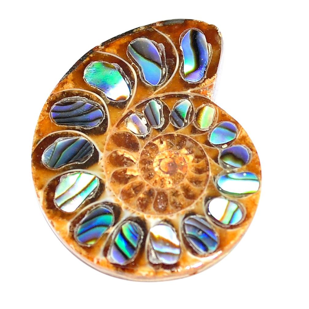 Natural 23.15cts abalone in ammonite multi color 25x20 mm loose gemstone s6217