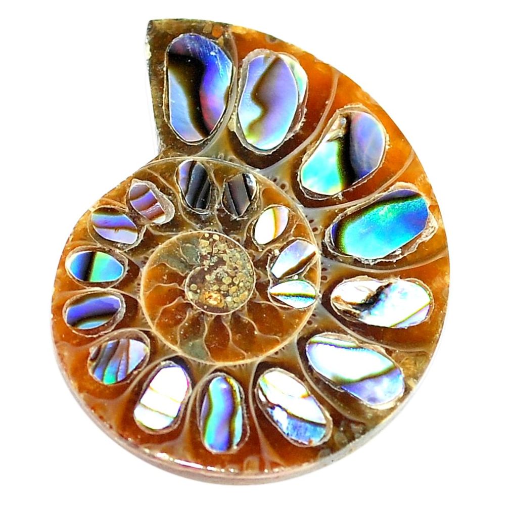 Natural 15.15cts abalone in ammonite multi color 25x20 mm loose gemstone s6219