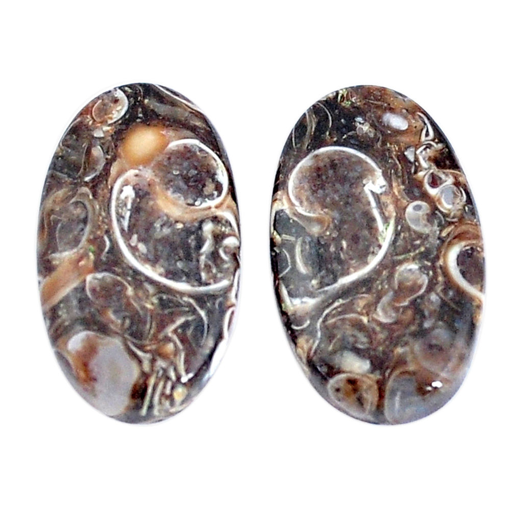 19.45cts turritella fossil snail agate 21x12mm oval pair loose gemstone s7671