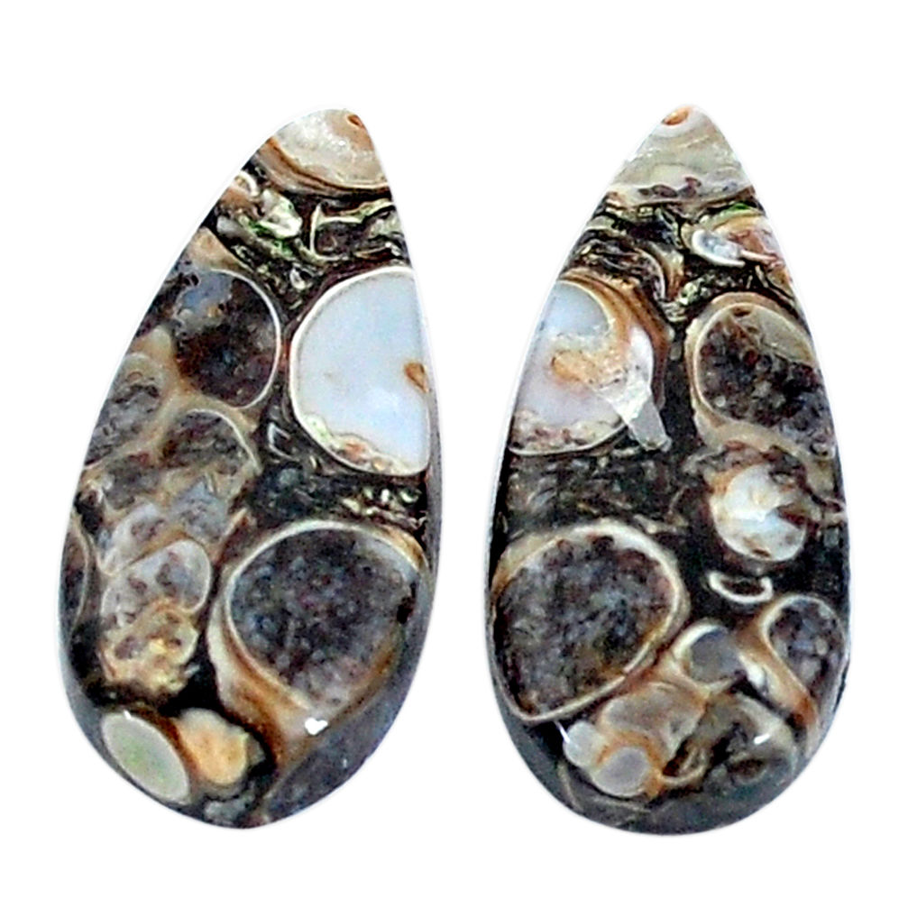 Natural 16.30cts turritella fossil agate 22x10mm pear pair loose gemstone s7674