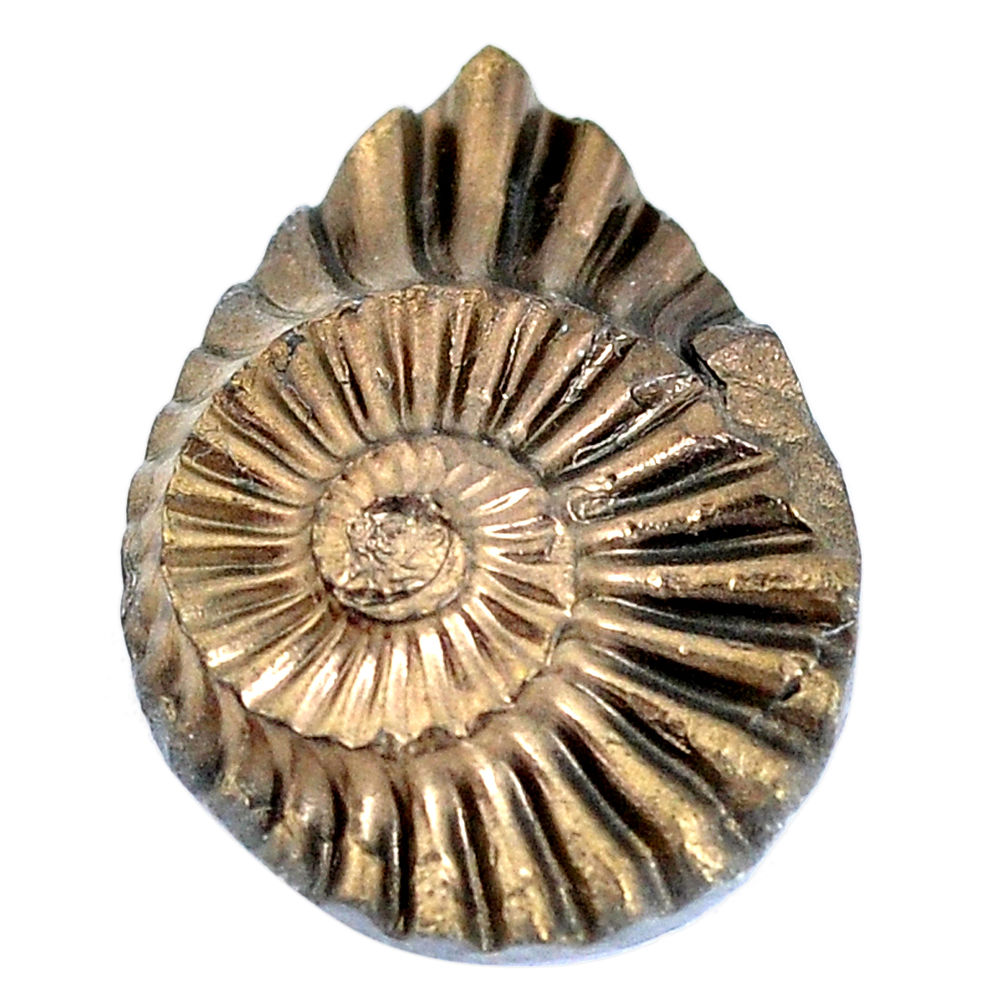 15.10cts pleuroceras ammonite carving 24x17.5 mm pear loose gemstone s8548