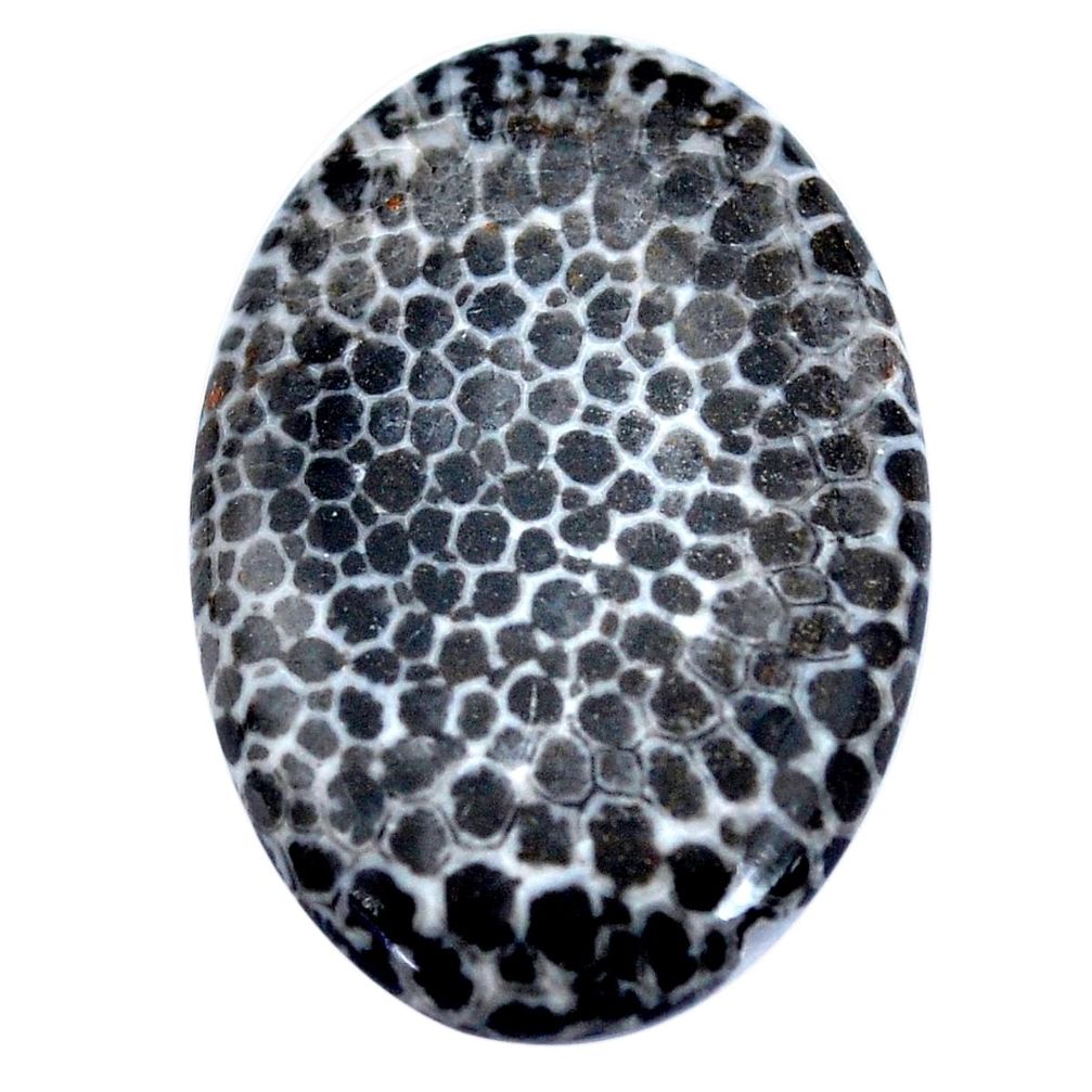 Natural 26.30cts stingray coral from alaska 24x23.5 mm loose gemstone s9045