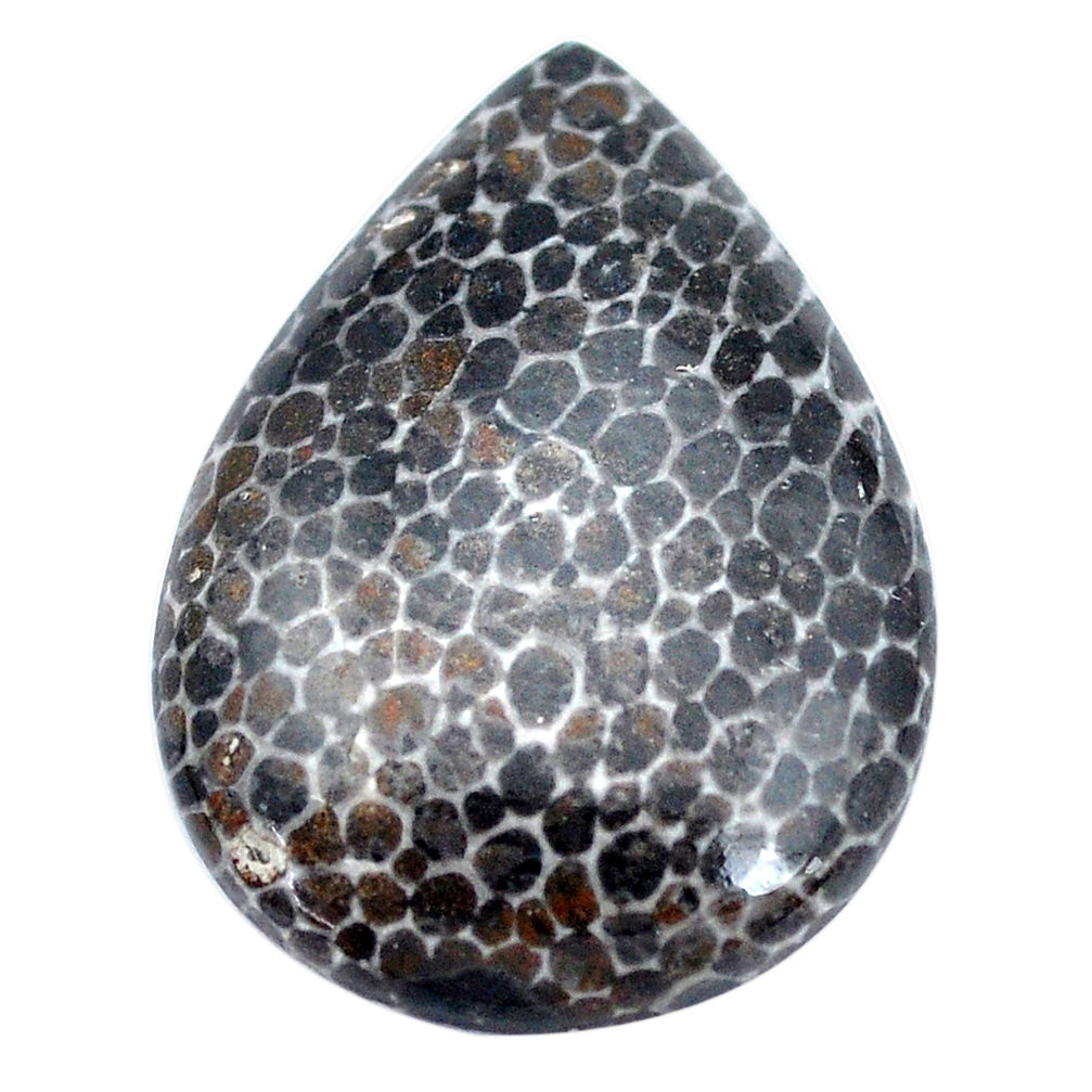 Natural 25.10cts stingray coral from alaska black 30x22 mm loose gemstone s9058