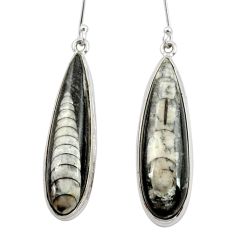 ver 28.86cts natural black orthoceras dangle earrings d40576