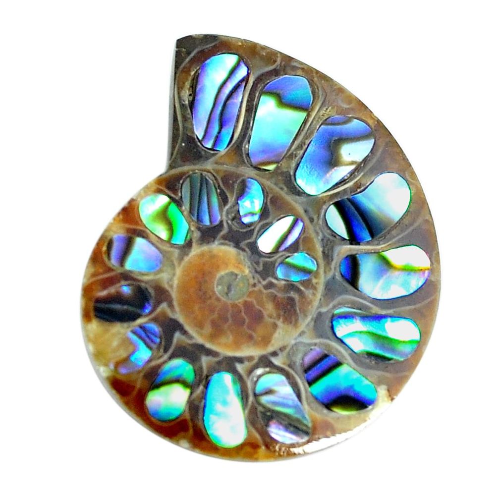 Natural 25.15cts abalone in ammonite multicolor 29x25 mm loose gemstone s12617