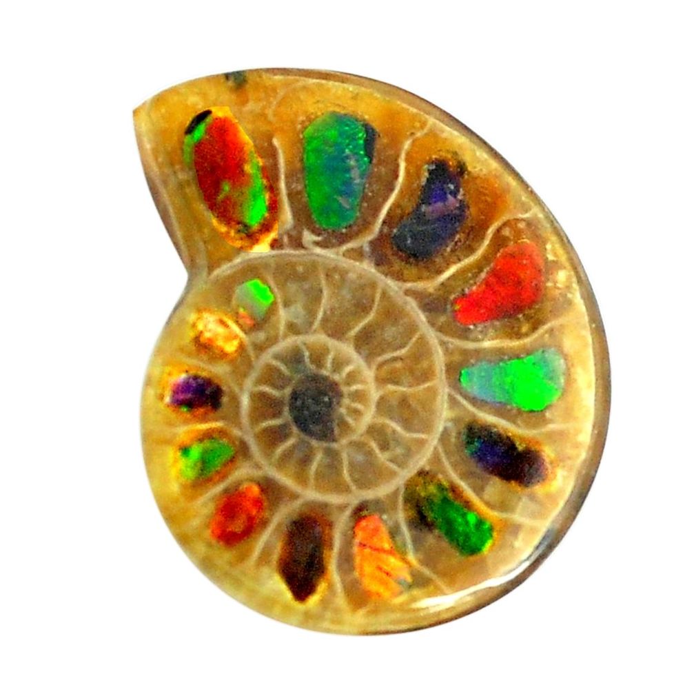 Natural 11.30cts ammolite in ammonite brown 22x18 mm fancy loose gemstone s12898