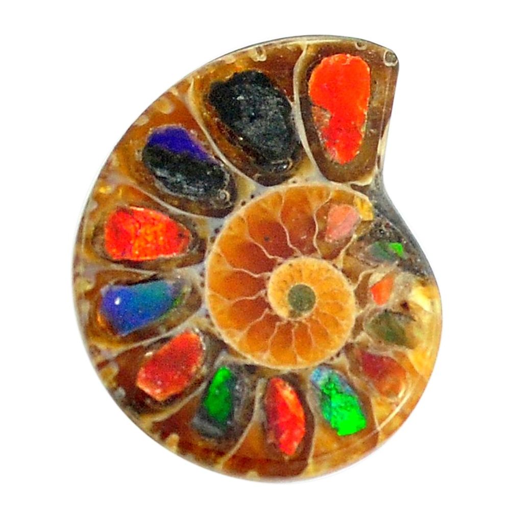 Natural 12.35cts ammolite in ammonite brown 23x18 mm fancy loose gemstone s12868