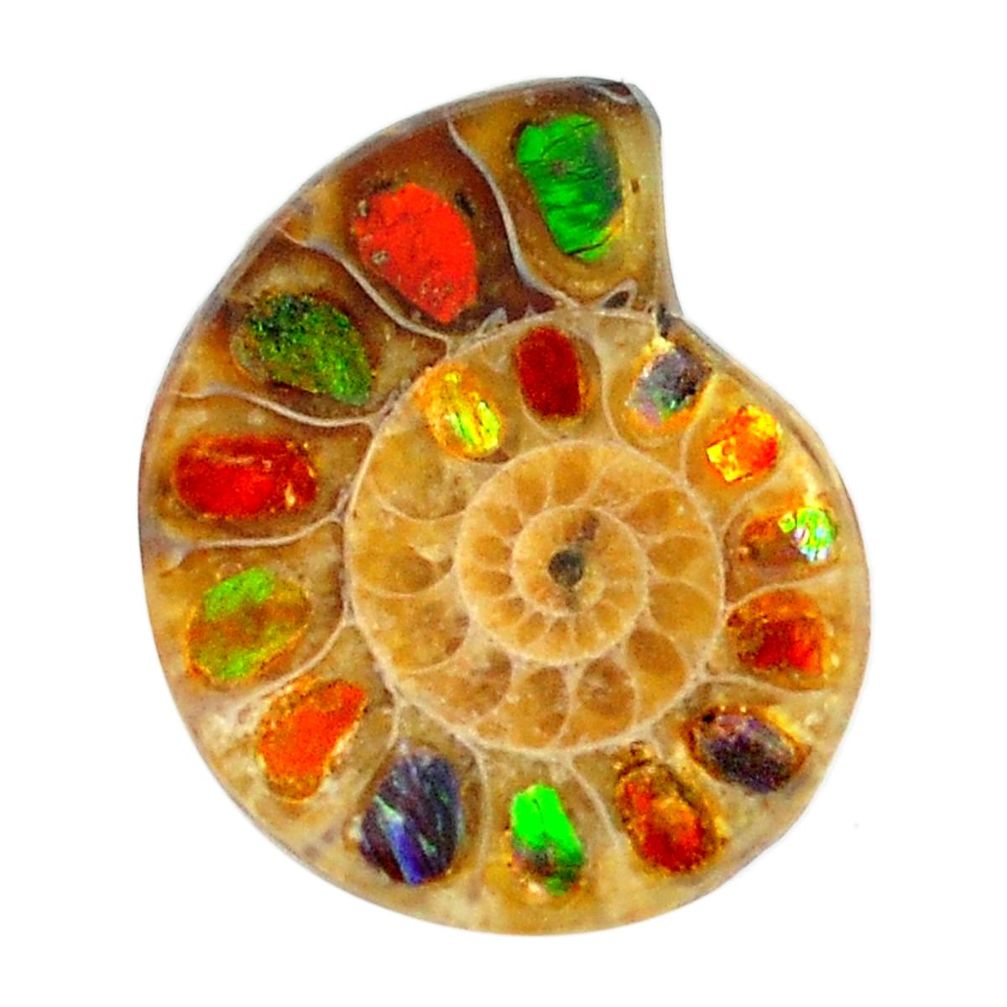 Natural 17.35cts ammolite in ammonite brown 23x18 mm fancy loose gemstone s12886