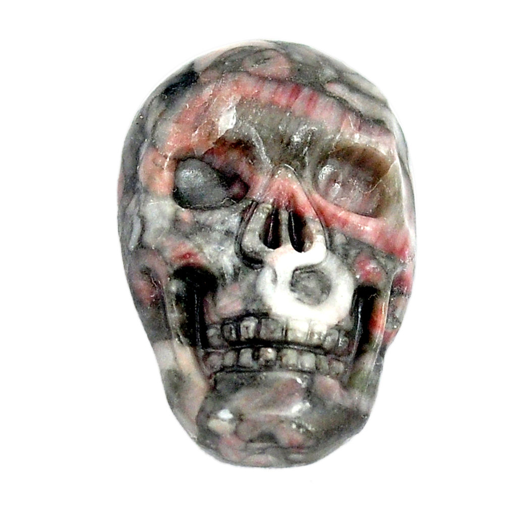 Natural 15.10cts colus fossil black 22.5x15 mm skull loose gemstone s13279