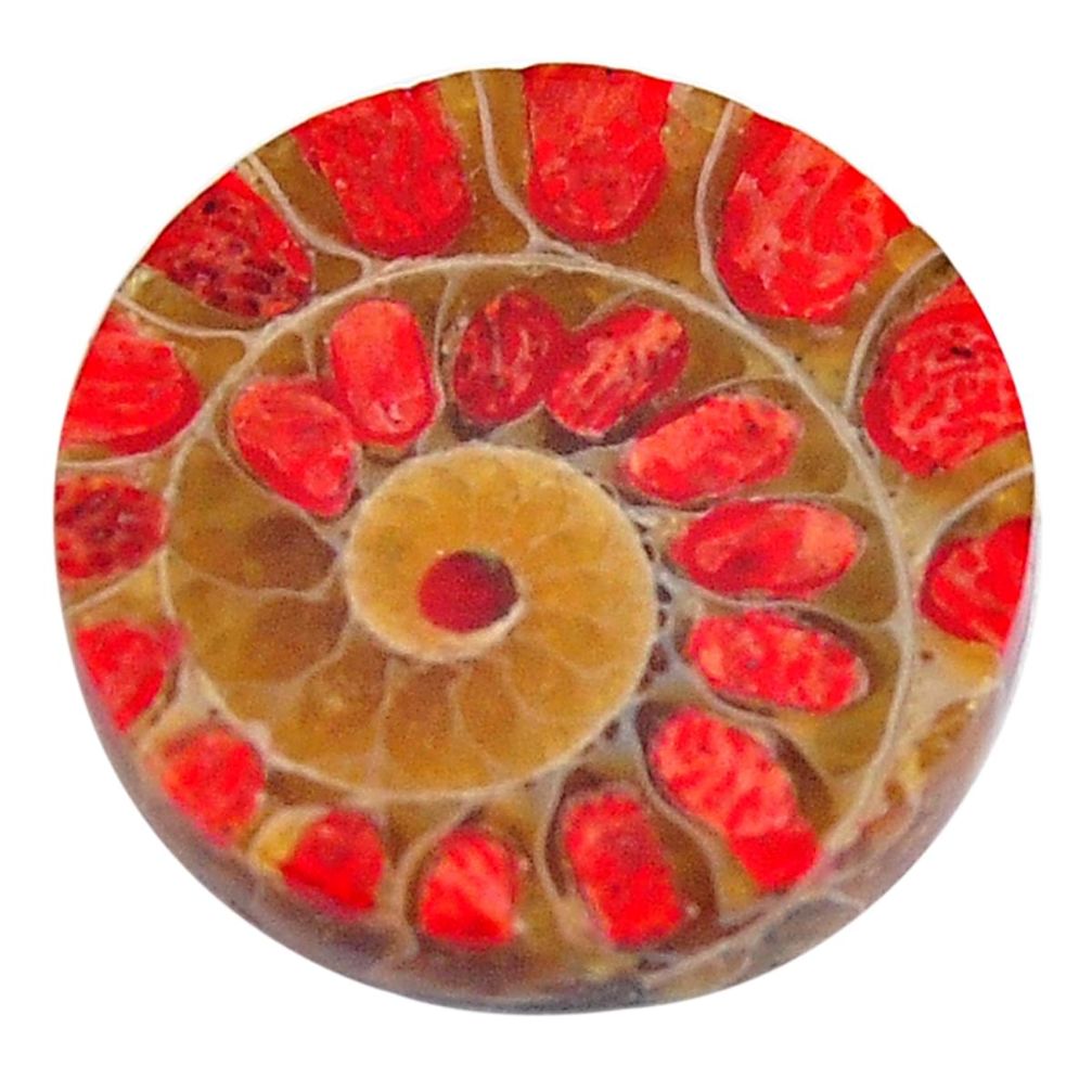 Natural 12.40cts coral in ammonite cabochon 17.5x17.5 mm loose gemstone s15182