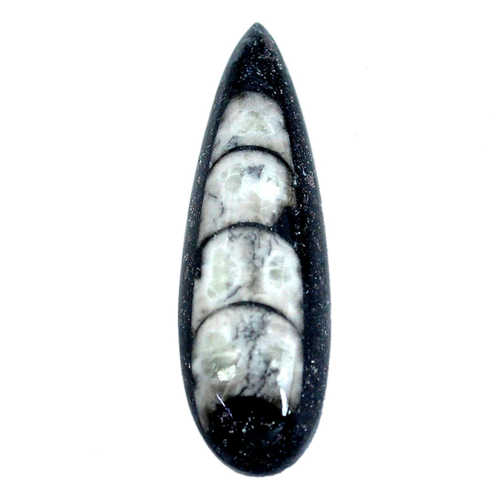 Natural 23.15cts orthoceras black cabochon 39x12 mm pear loose gemstone s11328