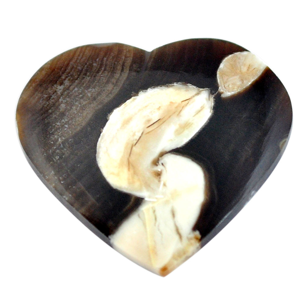 Natural 14.45cts peanut petrified wood fossil 23.5x26 mm loose gemstone s11051