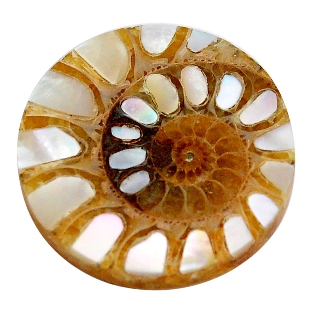 Natural 17.40cts shell in ammonite cabochon 21.5x21.5 mm loose gemstone s15197