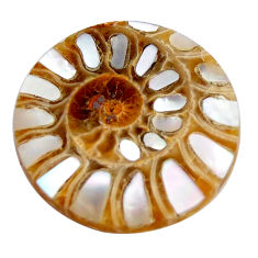 Natural 13.45cts shell in ammonite cabochon 21x21 mm round loose gemstone s15198