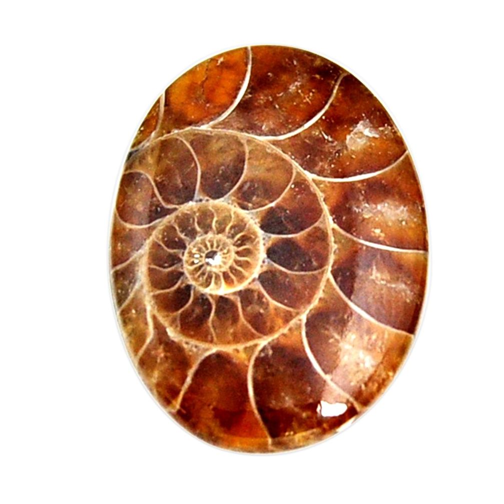  ammonite fossil cabochon 28x20 mm oval loose gemstone s15442