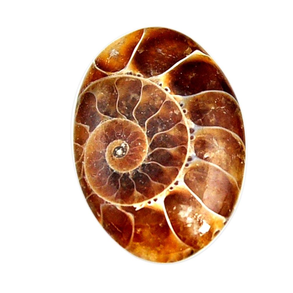  ammonite fossil cabochon 30x20 mm oval loose gemstone s15443