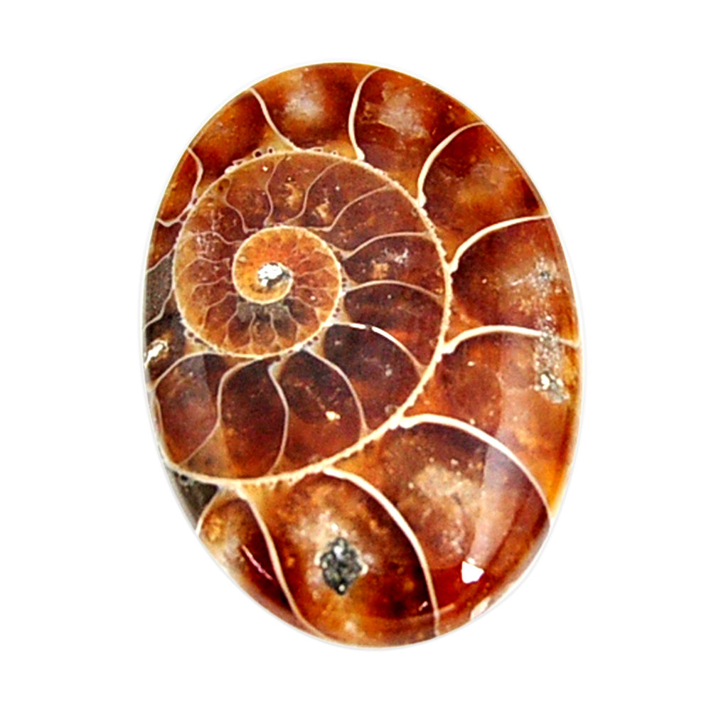  ammonite fossil cabochon 28x20 mm oval loose gemstone s15446