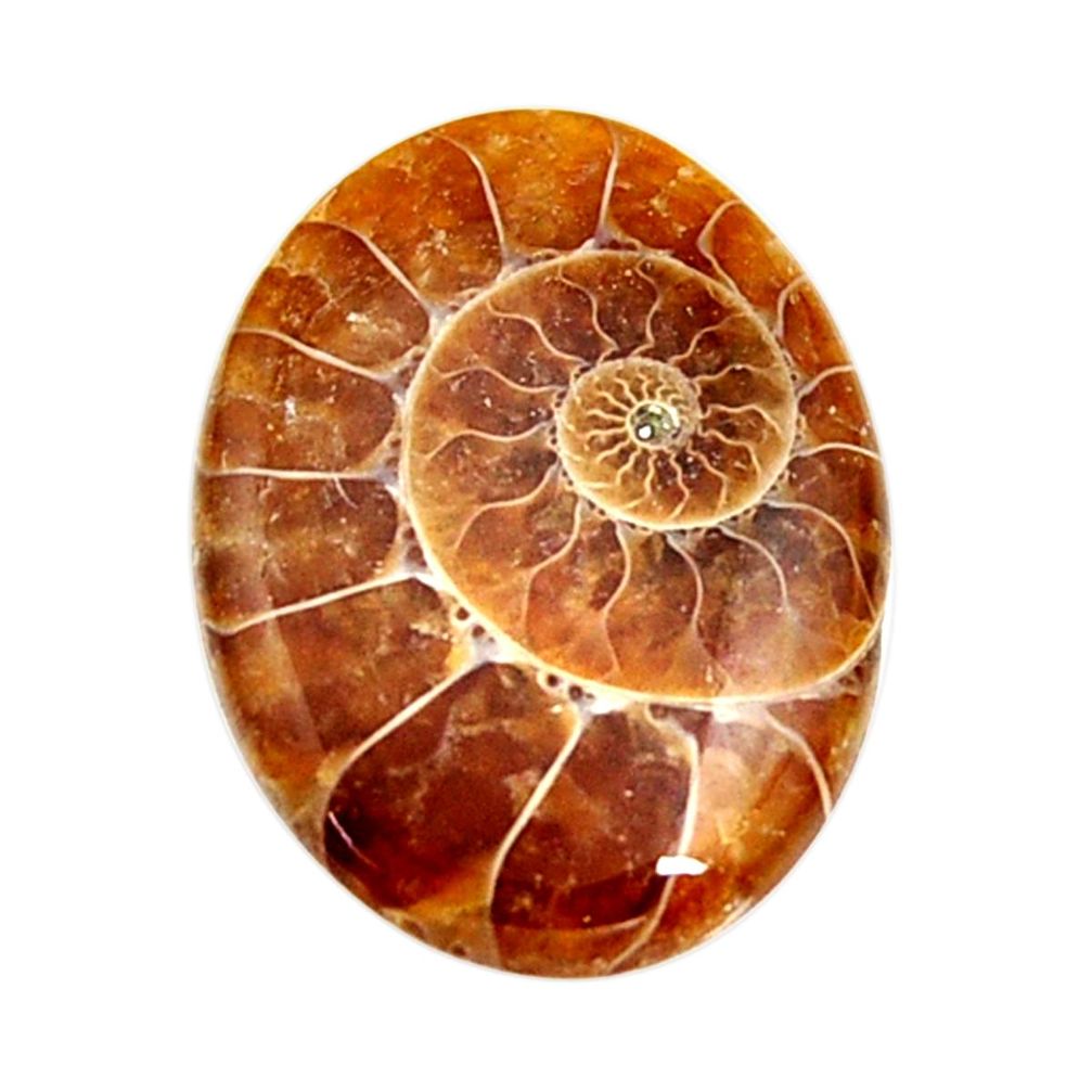  ammonite fossil cabochon 28x21 mm oval loose gemstone s15447
