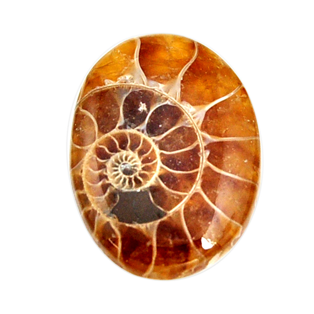  ammonite fossil cabochon 28x20 mm oval loose gemstone s15448