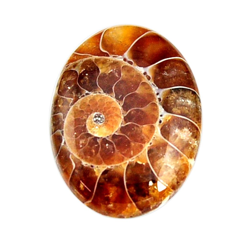  ammonite fossil cabochon 27x20 mm oval loose gemstone s15449