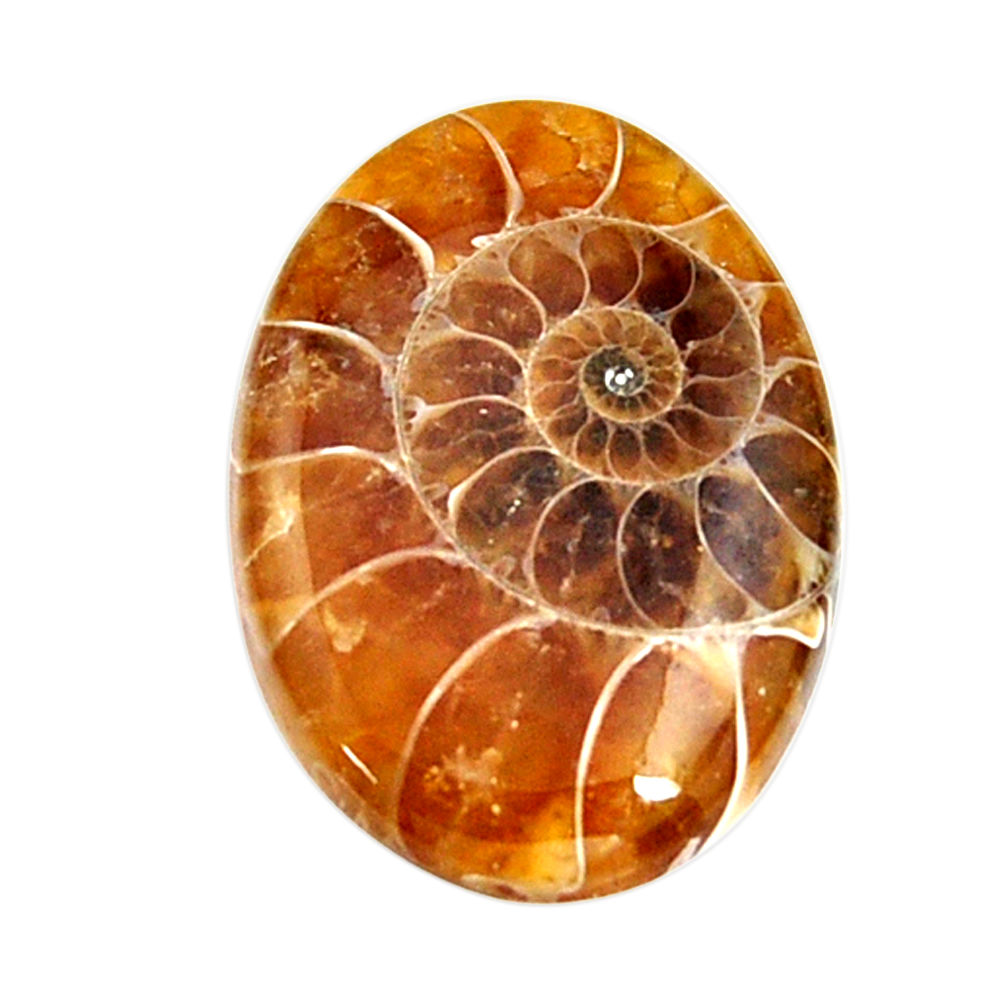  ammonite fossil cabochon 28x20 mm oval loose gemstone s15450