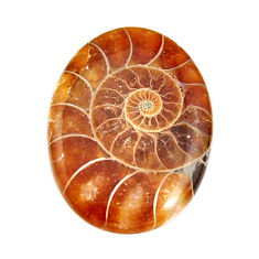  ammonite fossil cabochon 27x20 mm oval loose gemstone s15452