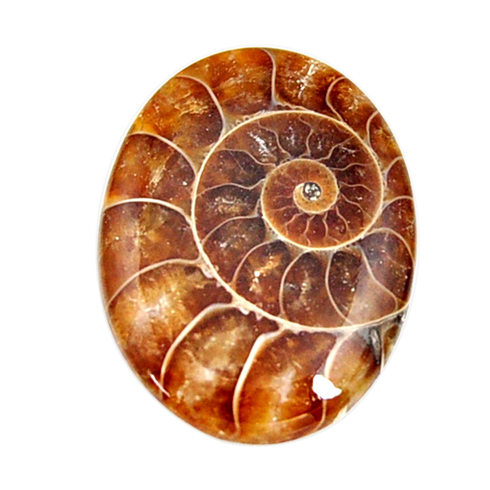  ammonite fossil cabochon 27x20 mm oval loose gemstone s15456