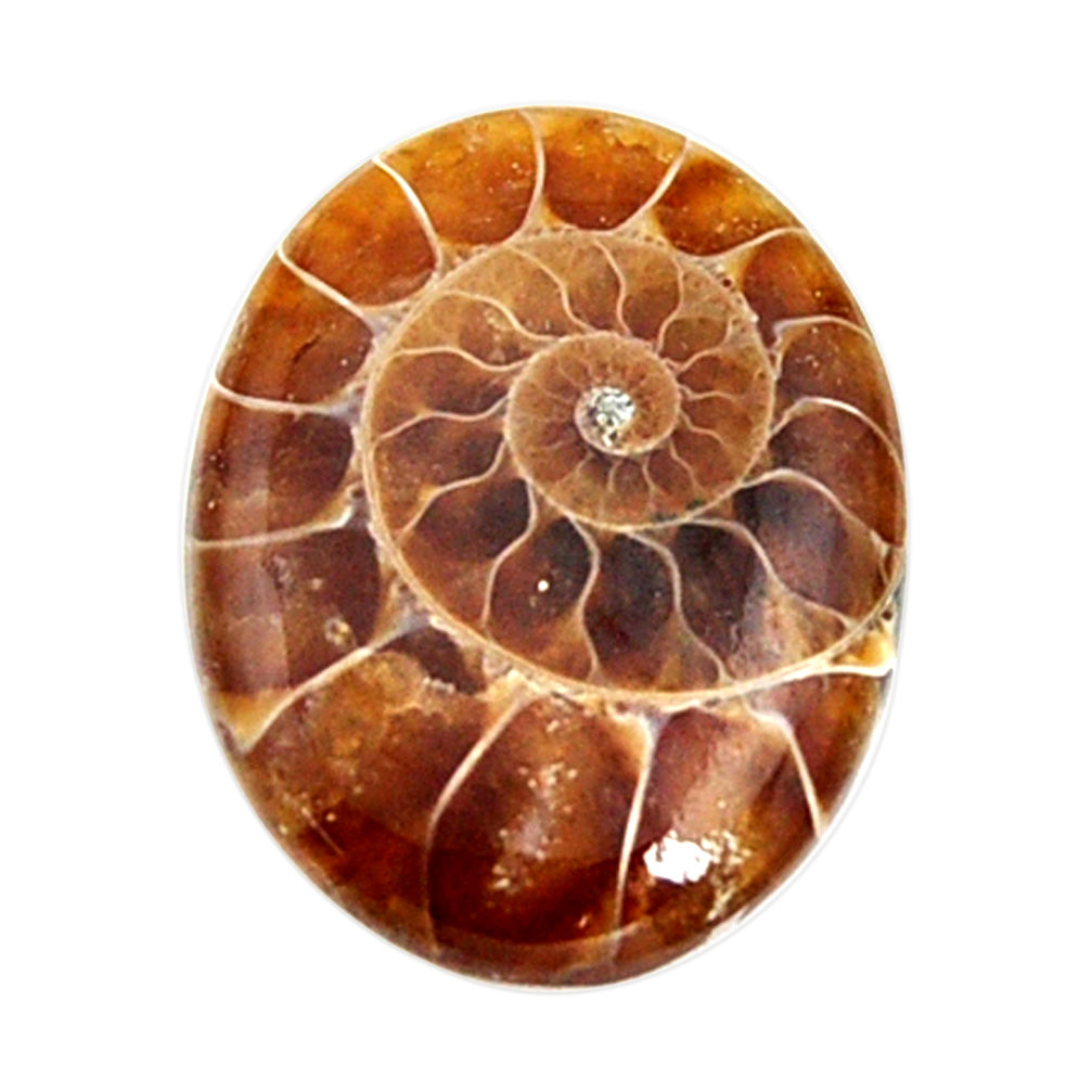  ammonite fossil cabochon 23.5x18 mm oval loose gemstone s15457