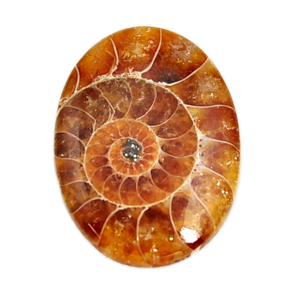  ammonite fossil cabochon 29x21 mm oval loose gemstone s15458