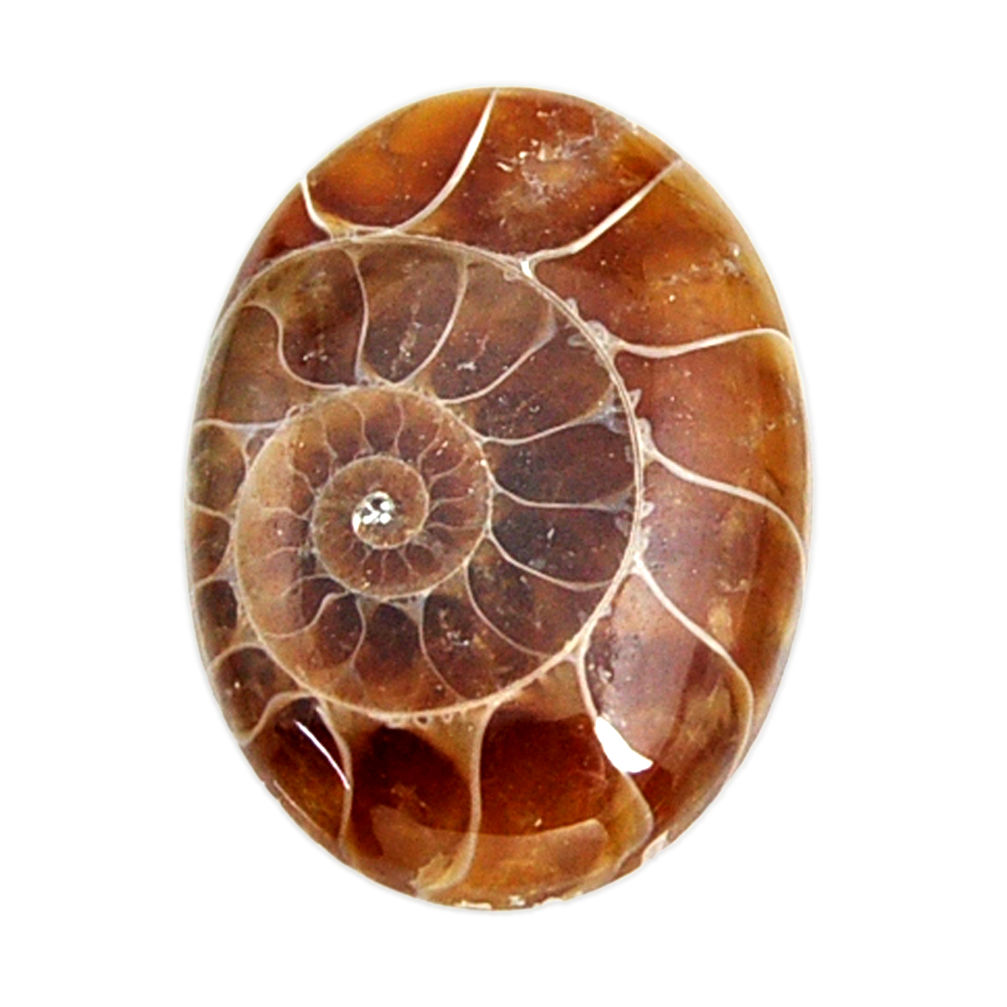  ammonite fossil cabochon 27x19 mm oval loose gemstone s15459