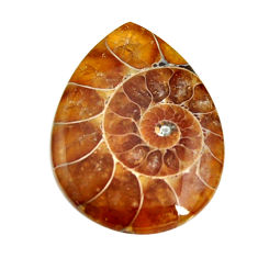  ammonite fossil cabochon 31x23 mm pear loose gemstone s15461