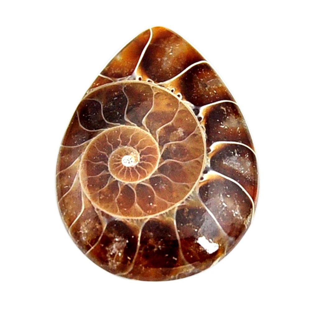  ammonite fossil cabochon 30x21 mm pear loose gemstone s15463