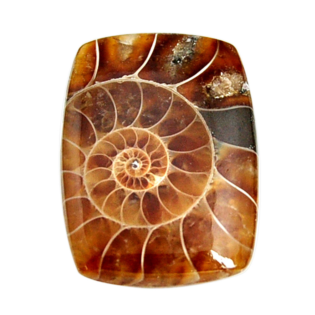  ammonite fossil cabochon 28x20 mm octagan loose gemstone s15464