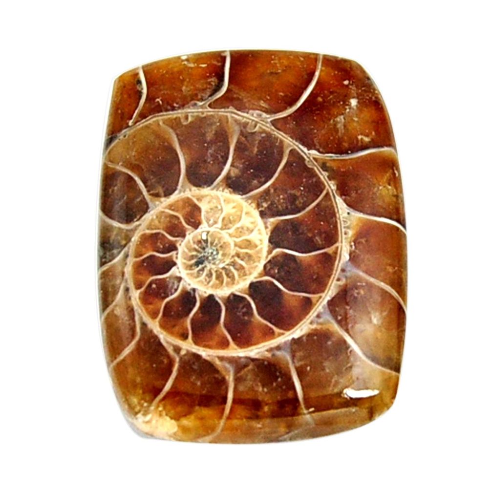  ammonite fossil cabochon 27x20 mm octagan loose gemstone s15465