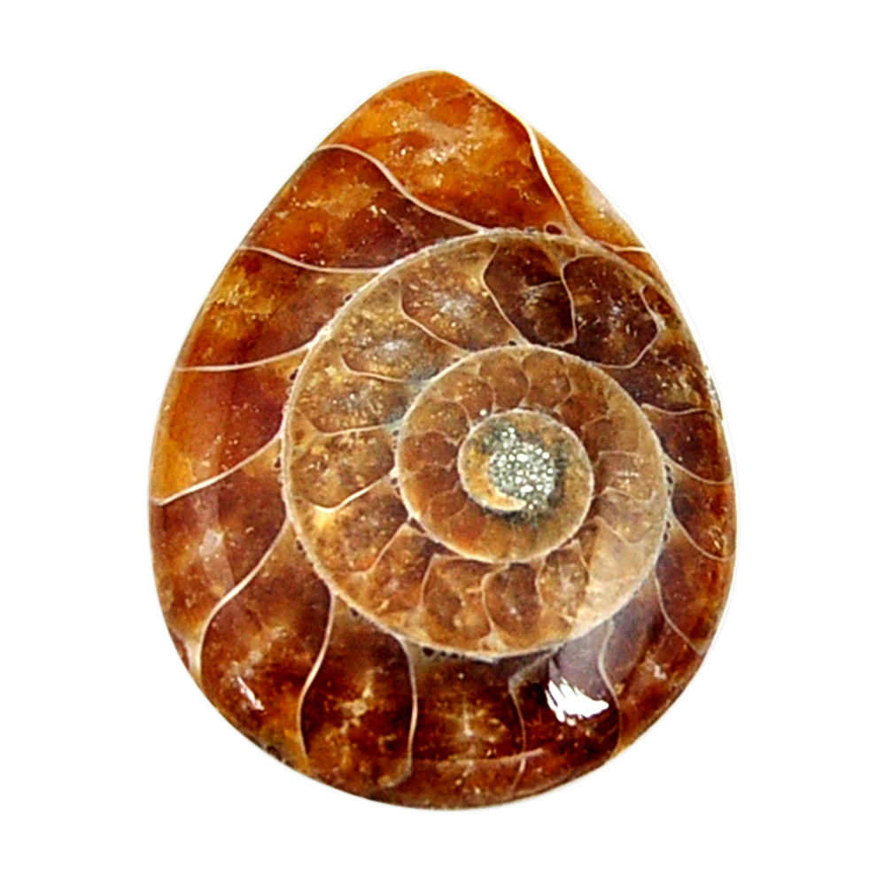  ammonite fossil cabochon 30x22 mm pear loose gemstone s15466