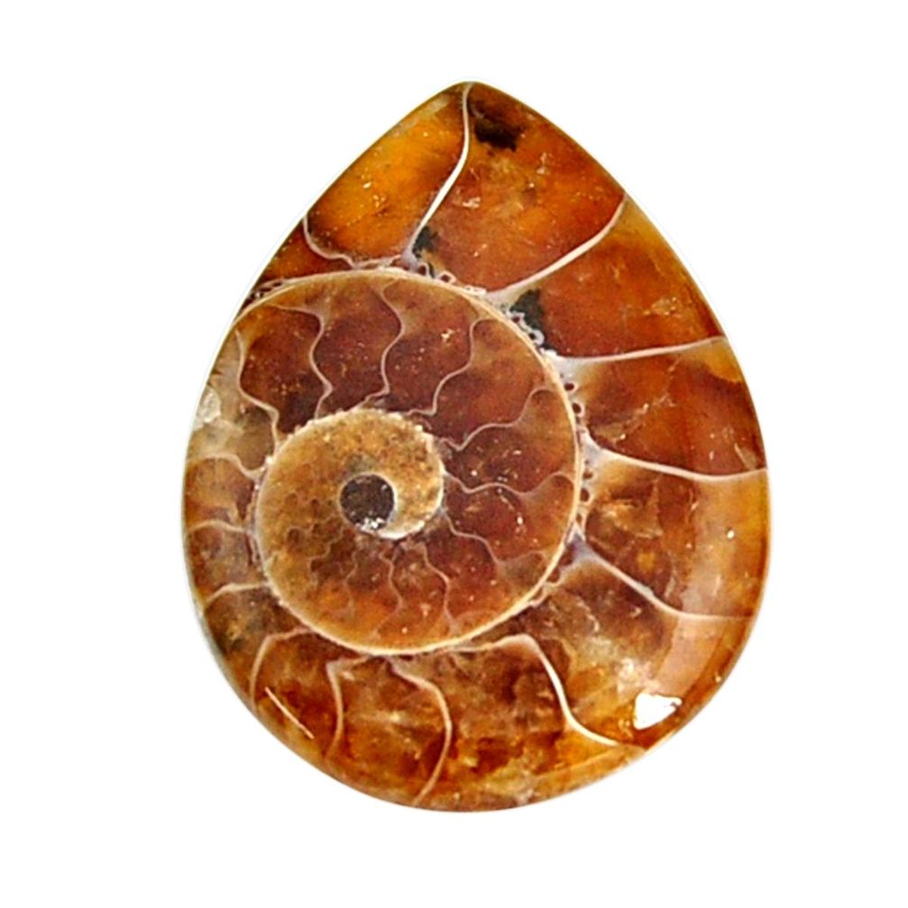  ammonite fossil cabochon 28x21 mm pear loose gemstone s15470