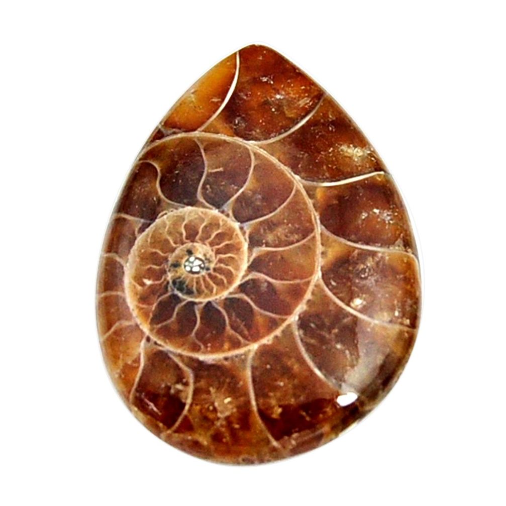  ammonite fossil cabochon 30x22 mm pear loose gemstone s15471